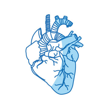 human heart - anatomy biology healthy image vector illustration