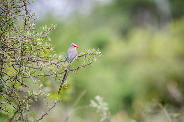 Red-faced mousebird sitting on a branch.