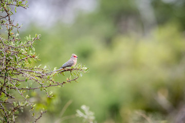 Red-faced mousebird sitting on a branch.