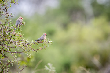 Two Red-faced mousebirds sitting on a branch.