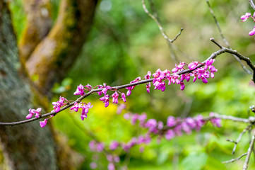 purple blooming tree