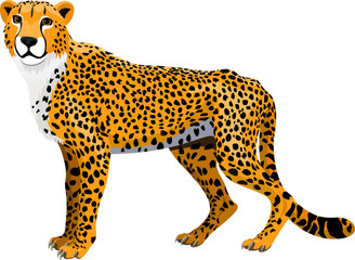 vector african cheetah (Acinonyx jubatus) isolated