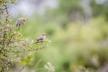 Two Red-faced mousebirds sitting on a branch.