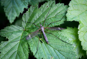 Schnake im Wald, Natur, Insekt, Macro 