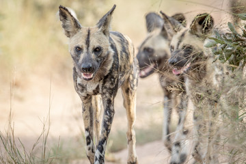 African wild dogs walking towards the camera.