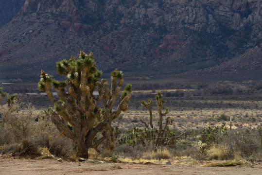 Joshua tree arbol de Josue
