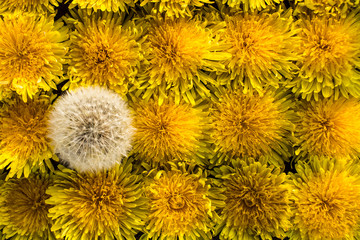 Obraz premium One white blowball among yellow dandelions.