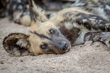 African wild dog laying in the sand.