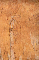Birch Bark Texture Close Up