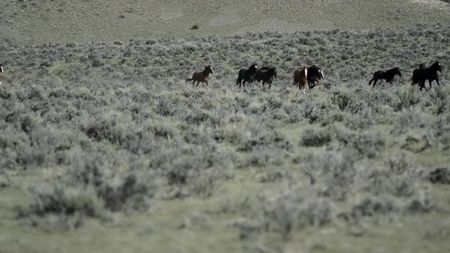 Herds of horses and paint horses trotting across sagebrush meadow