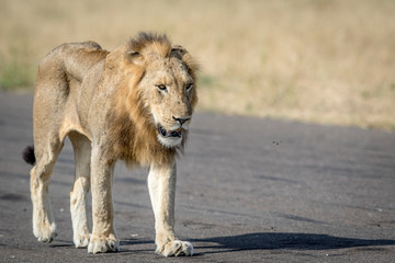 Young male Lion walking on the airstrip.