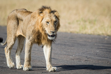 Young male Lion walking on the airstrip.