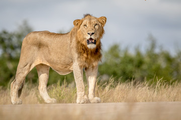 Young male Lion looking around.