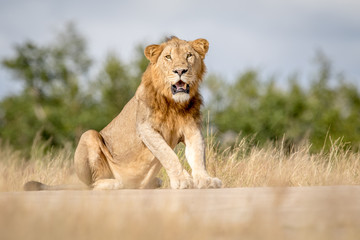 Young male Lion sitting down in Kruger.