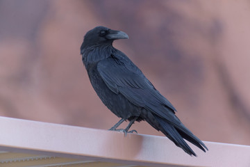 cuervo negro parado