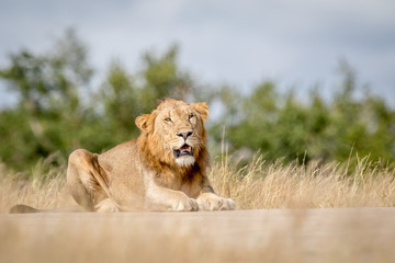 Young male Lion laying down and looking.