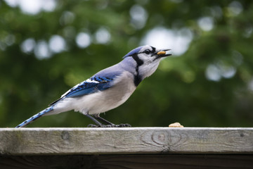 Blue Jay On The Patio