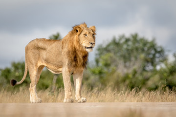 Young male Lion standing and looking.