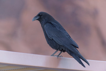 cuervo negro parado