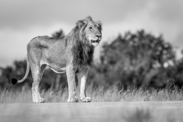 Young male Lion standing and looking.