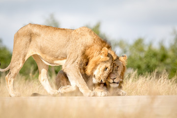 Two young male Lions bonding in Kruger.