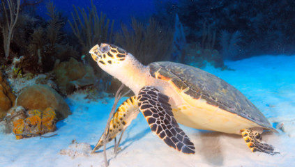 Obraz premium Sea Turtle