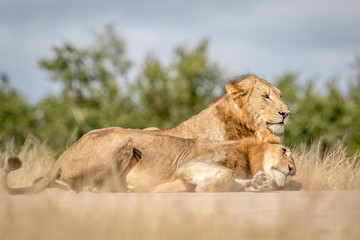 Two young male Lions bonding in Kruger.