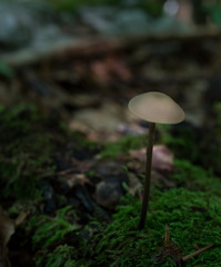 Fragility
