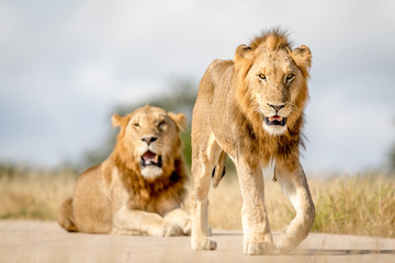 Two young male Lion brothers in Kruger.