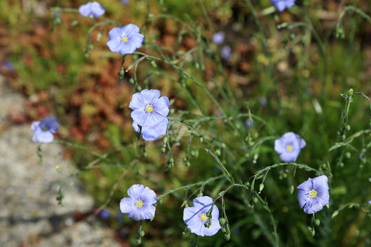 Fototapeta Flowers of blue flax on a sunny morning