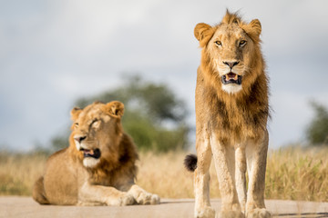 Two young male Lion brothers in Kruger.