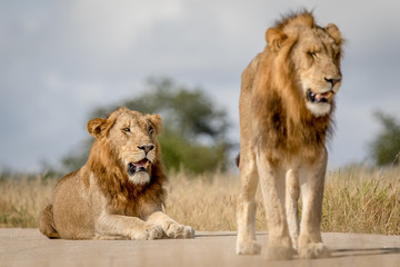 Obraz premium Two young male Lion brothers in Kruger.