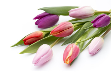 Tulips on the white background.