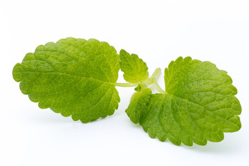 Fresh mint leaves isolated on white background. © gitusik