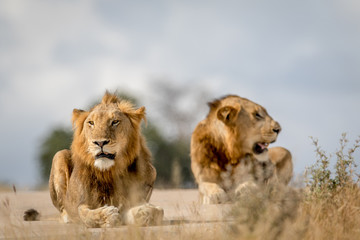 Two young male Lion brothers in Kruger.