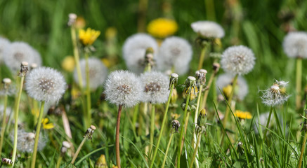 Dandelion in bloom 