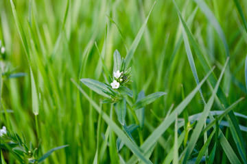 Lush green grass with white small flowers