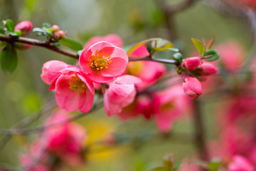 Obraz na płótnie Canvas Cherry blossom in spring for background.