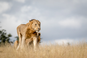 Fototapeta na wymiar Young male Lion walking in the Kruger.