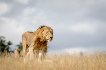 Young male Lion walking in the Kruger.