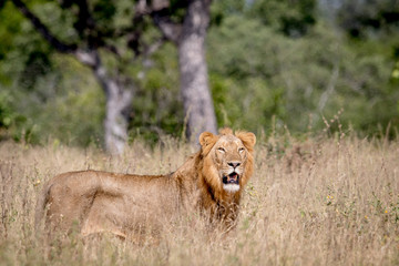 Young male Lion standing in the high grass.