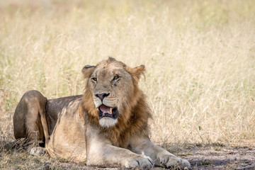 Young male Lion laying down in the sand.