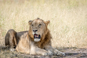 Young male Lion laying down in the sand.