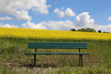 The lonely bench near yellow field in Germany