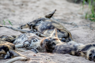 Fototapeta premium African wild dog sleeping in the sand.