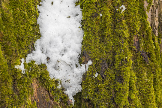 Close-up of the tree with last snow on the green moss. Typical scene of early spring forest.