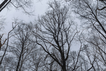 Trees trunk and branches on the background of cloudy sky