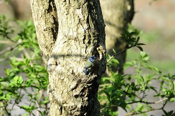 Eurasian blue tit