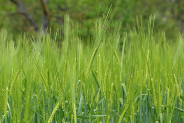 Agriculture / Harvest / Spikes in the field