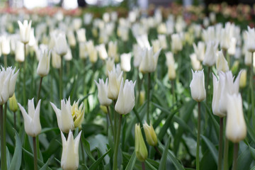 White tulips